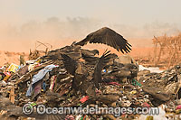 Wildlife scavenging in a Guwathi dumpsite. India