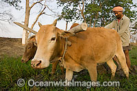 Farmer with working Indian Cattle (Bos indicus) in the fields. India