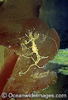 Ghost Shrimp (Caprella sp.) on sea algae. Also known as Skeleton Shrimp. Port Phillip Bay, Victoria Australia
