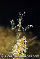 Ghost Shrimp (Caprella sp.). Also known as Skeleton Shrimp. Port Phillip Bay, Victoria Australia