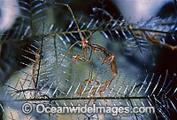 Ghost Shrimp (Caprella sp.) on stinging Hydroid. Also known as Skeleton Shrimp. Bail, Indonesia