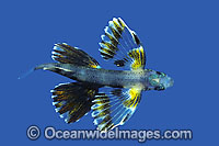 Flying Fish (Cypselurus sp.) - juvenile. Indo-Pacific