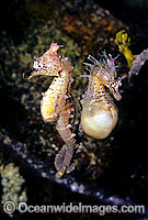 Short-head Seahorse (Hippocampus breviceps) male and female pair. Port Phillip Bay, Victoria, Australia