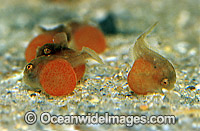 Tasselled Anglerfish (Rhycherus filamentosus) - newborn hatchlings with egg yolk attached. Port Phillip Bay, Victoria, Australia. Sequence A6.