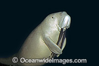 Dugong (Dugong dugon). Also known as Sea Cow. Philippines. Classified Vulnerable on the IUCN Red List. Now a Protected species.