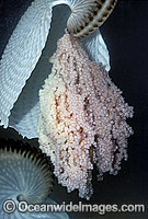 Paper Nautilus (Argonauta nodosa) showing egg mass. Also known as Argonaut. Port Phillip Bay, Victoria, Australia