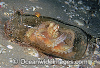 Reef Octopus (Octopus pallidus) resting in a bottle. Port Phillip Bay, Victoria, Australia