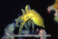 Greater Blue-ringed Octopus (Hapalochlaena lunulata). Western Australia. Extremely venomous and dangerous tropical octopus.