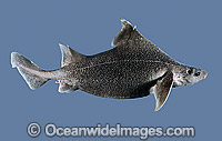 Prickly Dogfish (Oxynotus bruniensis). Also known as Rough Shark and Dogshark. Deep sea Shark found off Southern Australia