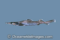 Brier Shark (Deania calcea). Also known as Dogshark, Birdbeak Dogfish and Shovelnose Spiny Dogfish. Deep sea Shark found off Southern Australia