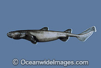 Kitefin Shark (Dalatias licha). Also known as Black Shark, Dogshark and Dogfish. Deep sea Shark found off Southern and Western Australia