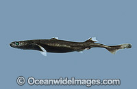New Zealand Lantern Shark (Etmopterus baxteri). Also known as Dogfish and Dogshark. Deep sea Shark found off Eastern Australia