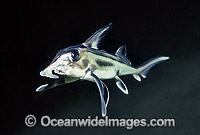 Elephant Shark (Callorhinchus milii) - juvenile. Also known as Elephant Fish and Ghost Shark. Southern Australia