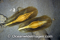 Elephant Shark (Callorhinchus milii) - egg capsules. Also known as Elephant Fish and Ghost Shark. Southern Australia