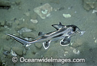 Elephant Shark (Callorhinchus milii) - newborn hatchling. Also known as Elephant Fish and Ghost Shark. Southern Australia