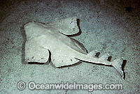 Australian Angel Shark (Squatina australis). Also known as Angel Shark and Monkfish. Southern Australia