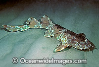 Cobbler Wobbegong Shark (Sutorectus tentaculatus). Also known as Cobbler Carpet Shark. South Australia