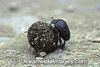 Giant Dung Beetle (Heliocopris andersoni) rolling dung. South Africa
