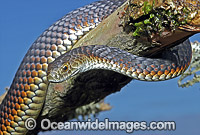 Copperhead Snake (Austrelaps superbus). Coastal Victoria, Australia. Dangerously venomous.
