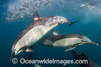 Long-beaked Common Dolphins (Delphinus capensis), attacking a baitball of sardines, off Port Saint Johns on the Wild Coast of South Africa during the annual sardine run.