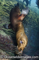 California Sea Lion (Zalophus californianus). Los Islotes, Baja, Sea of Cortez, Eastern Pacific.