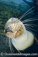 California Sea Lion (Zalophus californianus). Los Islotes, Baja, Sea of Cortez, Eastern Pacific.
