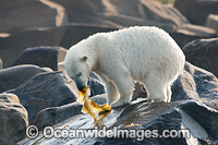 Polar Bear (Ursus maritimus), eating kelp during the summer when other food is scarce. Photo taken in Churchill, Hudson Bay, Manitoba, Canada, Canadian Arctic. Classified Vulnerable on the IUCN Red List.