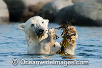 Polar Bear (Ursus maritimus), eating kelp during the summer when other food is scarce. Photo taken in Churchill, Hudson Bay, Manitoba, Canada, Canadian Arctic. Classified Vulnerable on the IUCN Red List.