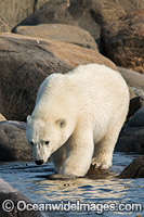 Polar Bear (Ursus maritimus), trying to stay cool in the summer sun near Churchill, Hudson Bay, Manitoba, Canada, Canadian Arctic. Classified Vulnerable on the IUCN Red List.