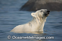 Polar Bear (Ursus maritimus), sniffing the air while trying to stay cool in the summer sun near Churchill, Hudson Bay, Manitoba, Canada, Canadian Arctic. Classified Vulnerable on the IUCN Red List.