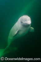 Beluga Whale (Delphinapterus leucas), hunting in the murky waters of the Churchill River, Manitoba, Canada, Arctic Ocean. Also known as White Whale. Found in the Arctic and sub-Arctic region.