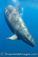 False Killer Whale (Pseudorca crassidens). Found throughout temperate and tropical oceanic waters of the world, but not common. Photo taken in Isla Mujeres, Mexico.