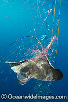 California Bat Ray (Myliobatis californica), caught in a gill net intended for California Halibut. Photo taken at Guerero Negro, Baja, Mexico, Eastern Pacific.
