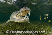 American Crocodile (Crocodilus acutus). Photo taken at Banco Chinchorro Atoll, Quintana Roo, Southeastern Mexico. Caribbean Sea.