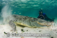 Diver photographing American Crocodile (Crocodilus acutus) underwater. Photo taken at Banco Chinchorro Atoll, Quintana Roo, Southeastern Mexico. Caribbean Sea.