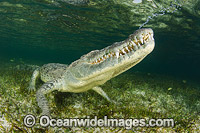 American Crocodile (Crocodilus acutus), exhaling bubbles before surfacing for another breath. Photo taken at Banco Chinchorro Atoll, Quintana Roo, Southeastern Mexico. Caribbean Sea.