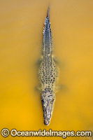 American Crocodile (Crocodilus acutus). Photo taken in the lagoon on Cayo Central, Banco Chinchorro Atoll, Quintana Roo, Southeastern Mexico. Caribbean Sea.