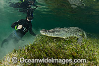 Diver photographing an American Crocodile (Crocodilus acutus). Photo taken at Banco Chinchorro Atoll, Quintana Roo, Southeastern Mexico. Caribbean Sea.
