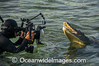 Diver photographing an American Crocodile (Crocodilus acutus). Photo taken at Banco Chinchorro Atoll, Quintana Roo, Southeastern Mexico. Caribbean Sea.