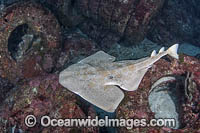Japanese Angelshark (Squatina japonica). Aka Japanese Angel Shark.  Hatsushima Island, Izu Peninsula, Honshu, Sea of Japan.