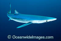 Blue Shark (Prionace glauca). Also known as Blue Whaler and Great Blue Shark. Oceanic Shark found in tropical and temperate seas. Channel Islands, California, USA, Eastern Pacific Ocean.