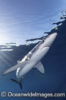 Blue Shark (Prionace glauca). Cabo San Lucas, Baja, Mexico, Eastern Pacific.
