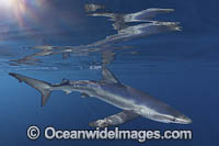Blue Shark (Prionace glauca). Reflection against the surface. Cabo San Lucas, Baja, Mexico, Eastern Pacific.