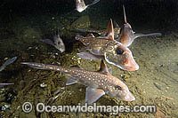 Spotted Ratfish (Hydrolagus colliei). Also known as Ghost Shark and Chimaera. Tahsis Inlet, Vancouver Island, British Columbia, Canada