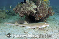 Arabian Bamboo Shark (Chiloscyllium arabicum) Abu Dhabi, UAE, Arabian Sea.