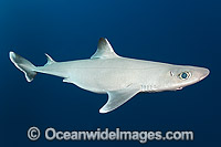 Cuban Dogfish (Squalus cubensis). Photo taken at Exuma Sound, Bahamas, Atlantic Ocean.