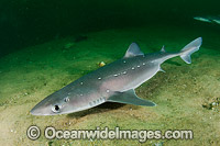 White-Spotted Spurdog (Squalus acanthias). Also known as Piked Dogfish, Spiny Spurdog, Spotted Spiny Dogfish Spurdog and White-Spotted Dogfish. Found in shallow and temperate waters. Photo taken at Rhode Island, New England, USA, North Atlantic.