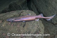 Velvet Belly Lanternshark (Etmopterus spinax). The Velvet Belly is a wide-ranging deepwater shark from Iceland and Norway southward to South Africa. Lanternsharks are a family of dogfishes within the order Squaliformes.