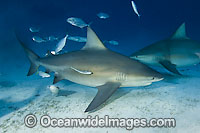 Bull Shark (Carcharhinus leucas). Also known as River Whaler, Freshwater Whaler and Swan River Whaler. Found worldwide in tropical and warm temperate seas and penetrates far into freshwater for extended periods. Playa del Carmen, Mexico, Caribbean Sea.