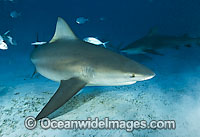 Bull Shark (Carcharhinus leucas). Also known as River Whaler, Freshwater Whaler and Swan River Whaler. Found worldwide in tropical and warm temperate seas and penetrates far into freshwater for extended periods. Playa del Carmen, Mexico, Caribbean Sea.